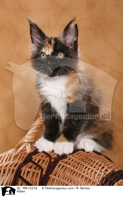 Maine Coon Ktzchen / Kitten / RR-12318