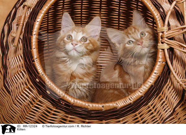 Maine Coon Ktzchen / Kitten / RR-12324