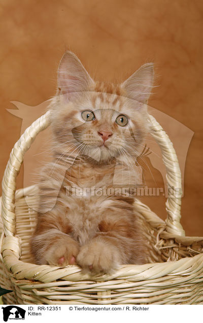 Maine Coon Ktzchen / Kitten / RR-12351