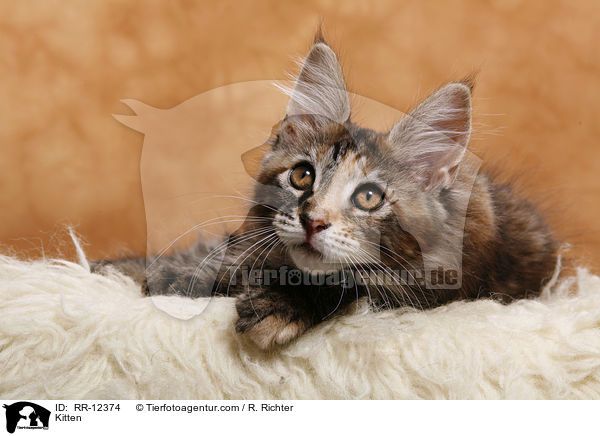 Maine Coon Ktzchen / Kitten / RR-12374