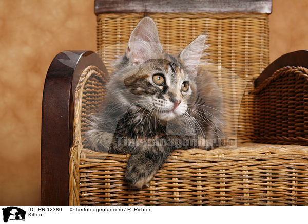 Maine Coon Ktzchen / Kitten / RR-12380