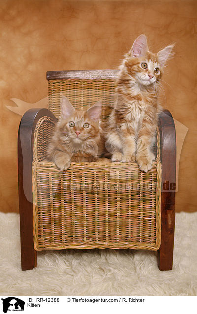 Maine Coon Ktzchen / Kitten / RR-12388
