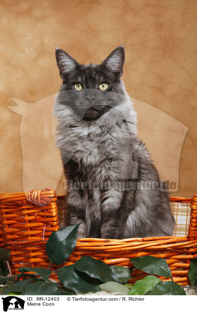 Maine Coon / Maine Coon / RR-12403