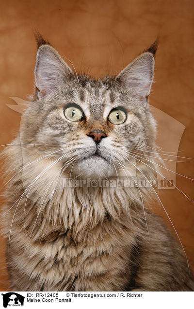 Maine Coon Portrait / Maine Coon Portrait / RR-12405