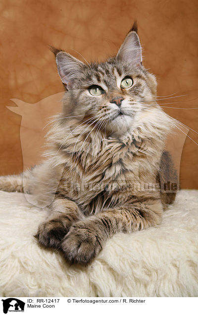 Maine Coon / Maine Coon / RR-12417