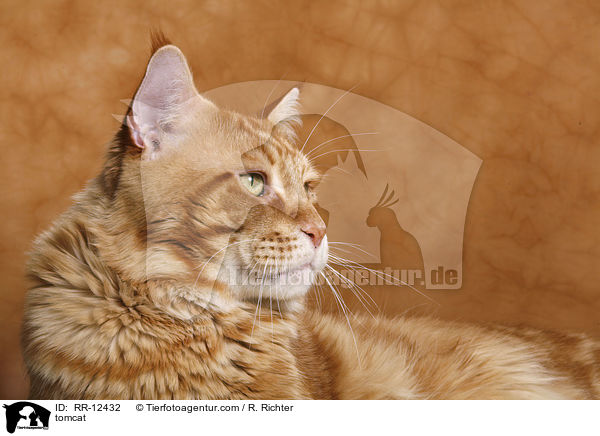 Maine Coon Kater / tomcat / RR-12432