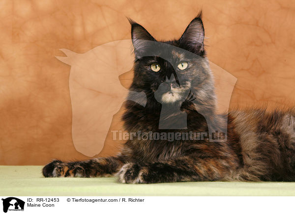 Maine Coon / Maine Coon / RR-12453