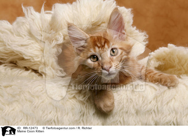 Maine Coon Ktzchen / Maine Coon Kitten / RR-12473
