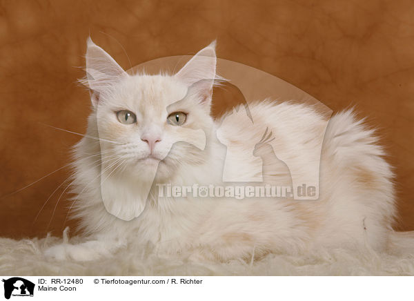 Maine Coon / Maine Coon / RR-12480
