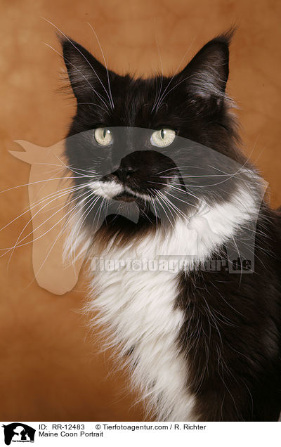Maine Coon Portrait / Maine Coon Portrait / RR-12483