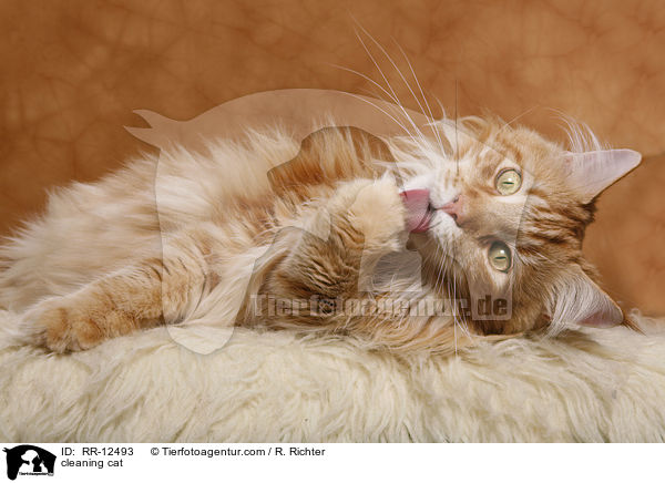 sich putzende Katze / cleaning cat / RR-12493