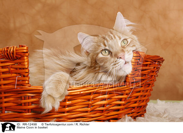 Maine Coon im Krbchen / Maine Coon in basket / RR-12498