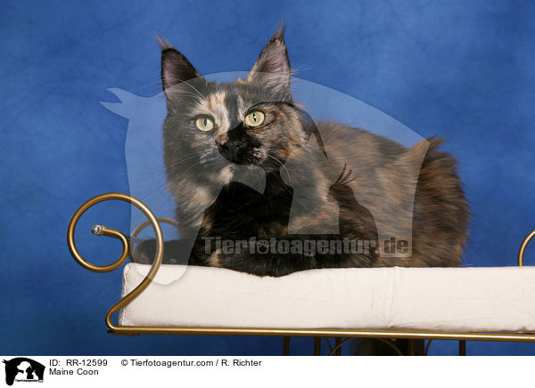Amerikanische Waldkatze / Maine Coon / RR-12599