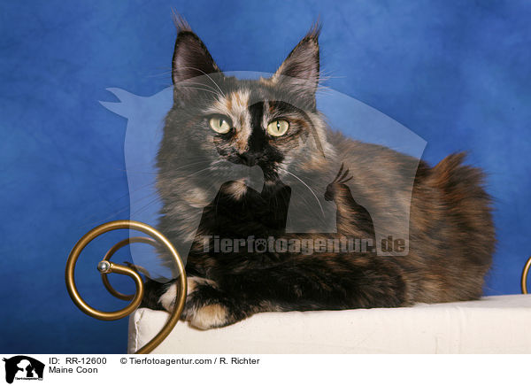 Amerikanische Waldkatze / Maine Coon / RR-12600