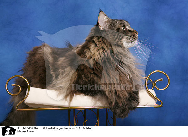 Amerikanische Waldkatze / Maine Coon / RR-12604