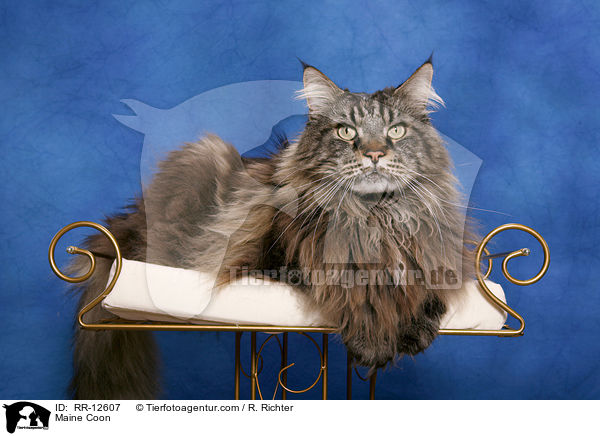 Maine Coon / RR-12607