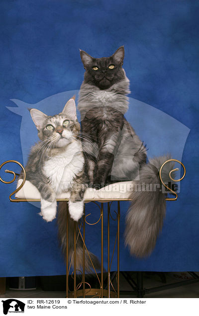 zwei Maine Coons / two Maine Coons / RR-12619