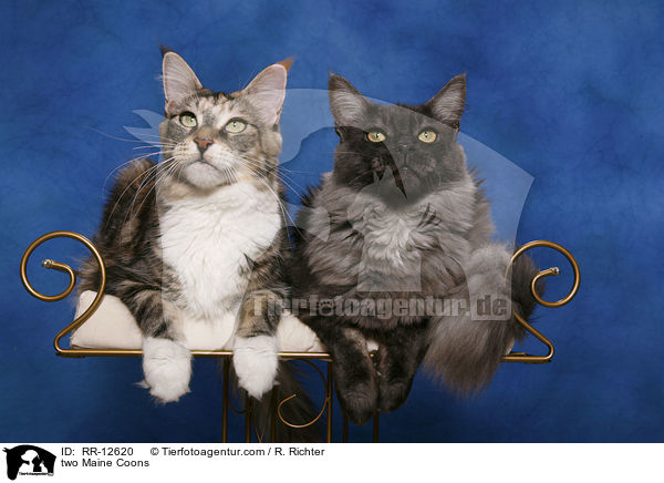 zwei Maine Coons / two Maine Coons / RR-12620