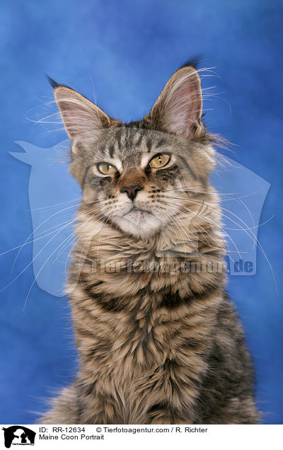 Maine Coon Portrait / Maine Coon Portrait / RR-12634