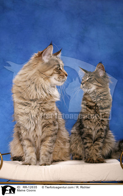 Maine Coons / Maine Coons / RR-12635