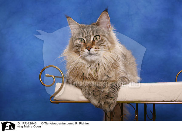 liegende Maine Coon / lying Maine Coon / RR-12643