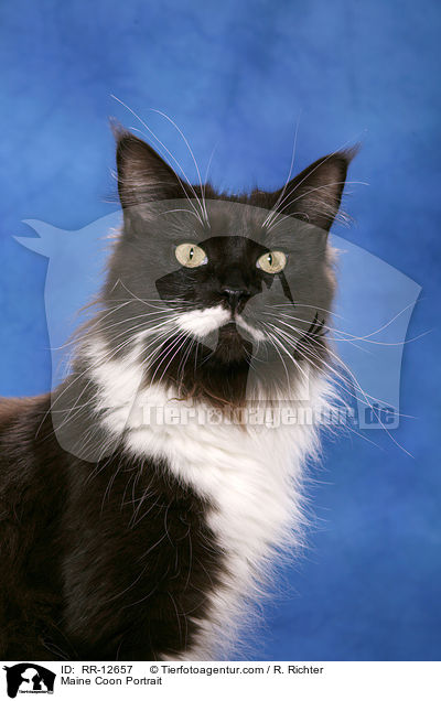 Maine Coon Portrait / Maine Coon Portrait / RR-12657