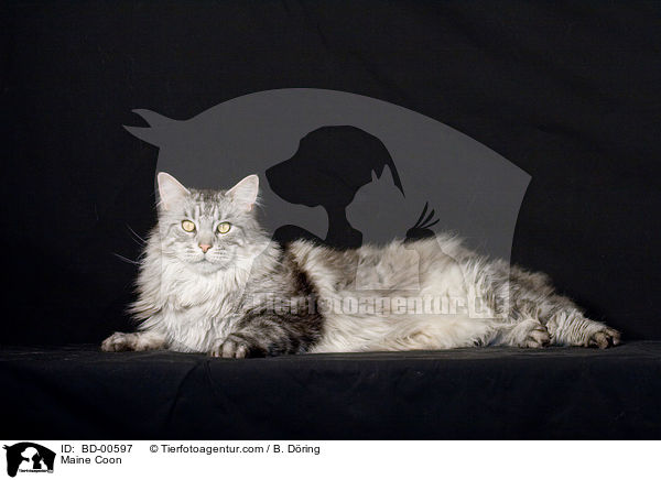 Maine Coon / Maine Coon / BD-00597
