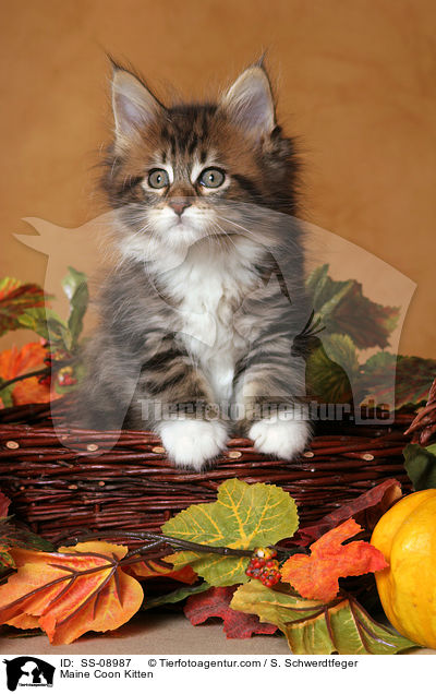 Maine Coon Kitten / SS-08987