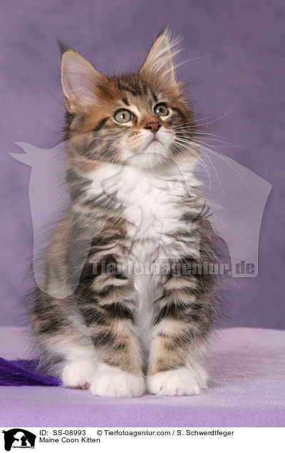 Maine Coon Ktzchen / Maine Coon Kitten / SS-08993