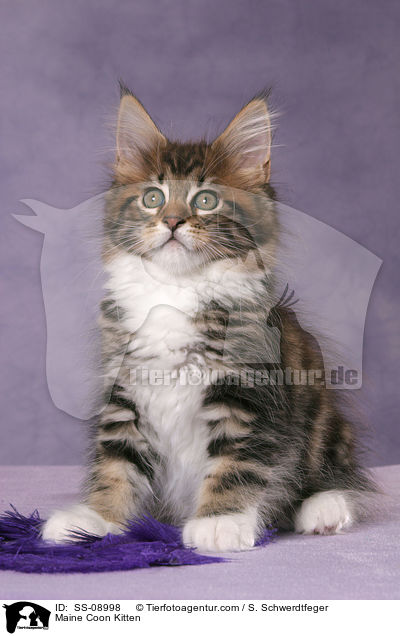 Maine Coon Ktzchen / Maine Coon Kitten / SS-08998