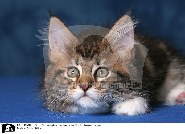 Maine Coon Ktzchen / Maine Coon Kitten / SS-09009