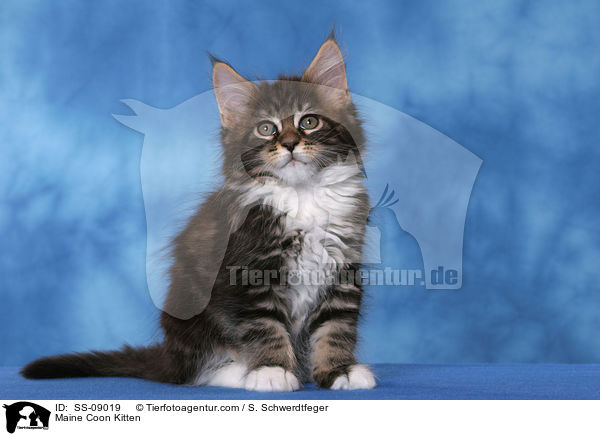 Maine Coon Ktzchen / Maine Coon Kitten / SS-09019