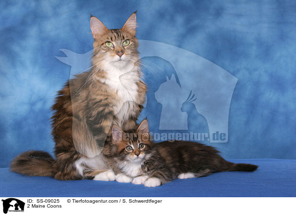 2 Maine Coons / 2 Maine Coons / SS-09025