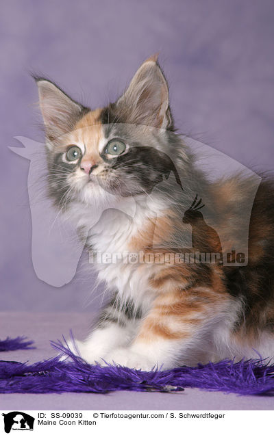 Maine Coon Ktzchen / Maine Coon Kitten / SS-09039