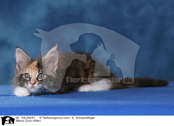Maine Coon Ktzchen / Maine Coon Kitten / SS-09047