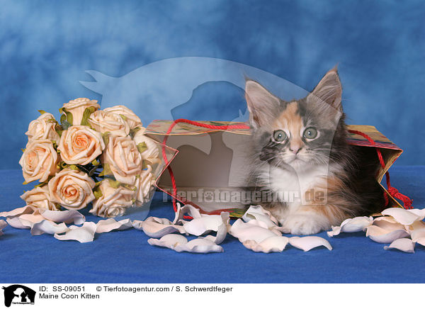 Maine Coon Kitten / SS-09051