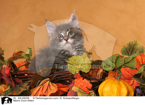 Maine Coon Ktzchen / Maine Coon Kitten / SS-09058