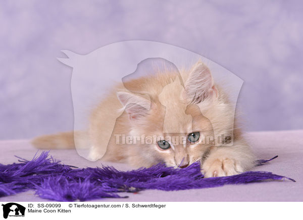 Maine Coon Ktzchen / Maine Coon Kitten / SS-09099