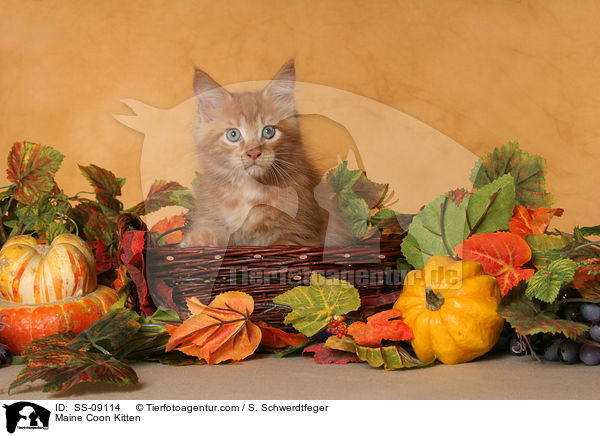 Maine Coon Ktzchen / Maine Coon Kitten / SS-09114