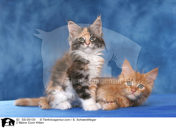 2 Maine Coon Kitten / SS-09130