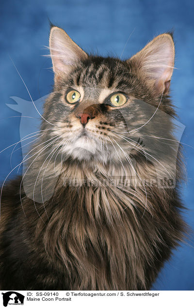 Maine Coon Portrait / Maine Coon Portrait / SS-09140