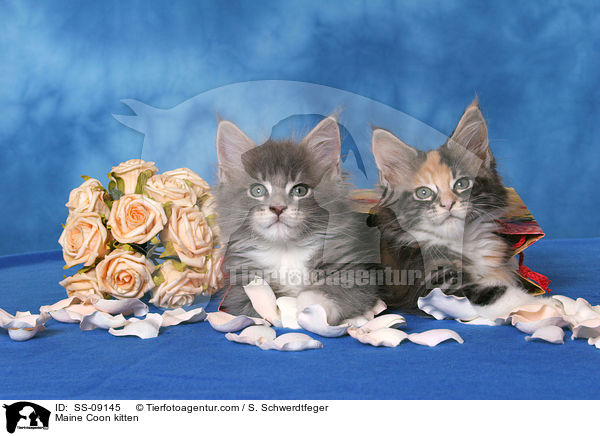 Maine Coon Ktzchen / Maine Coon kitten / SS-09145