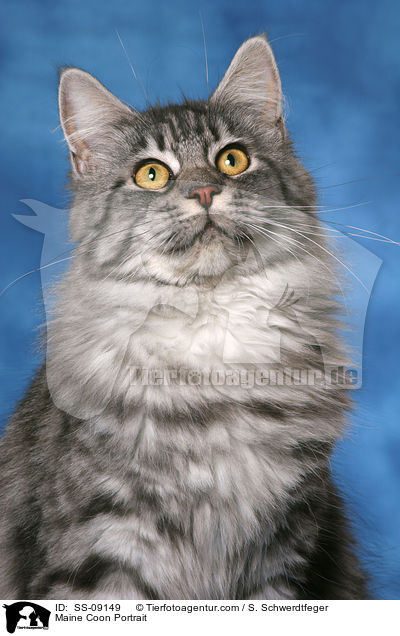 Maine Coon Portrait / SS-09149