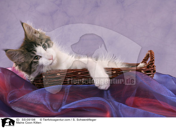 Maine Coon Kitten / SS-09198