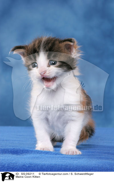 Maine Coon Ktzchen / Maine Coon Kitten / SS-09211