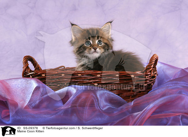 Maine Coon Ktzchen / Maine Coon Kitten / SS-09378