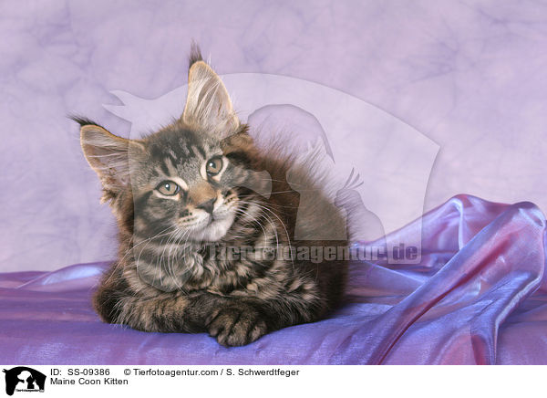 Maine Coon Ktzchen / Maine Coon Kitten / SS-09386