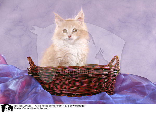 Maine Coon Ktzchen in Krbchen / Maine Coon Kitten in basket / SS-09425