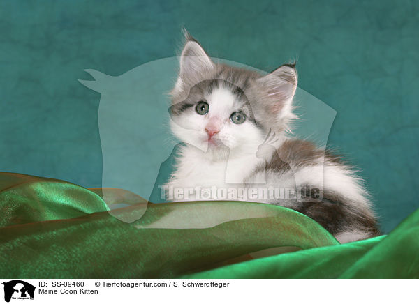 Maine Coon Ktzchen / Maine Coon Kitten / SS-09460