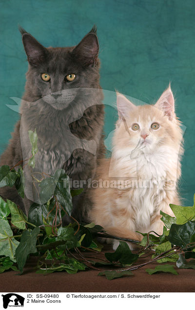 2 Maine Coons / 2 Maine Coons / SS-09480
